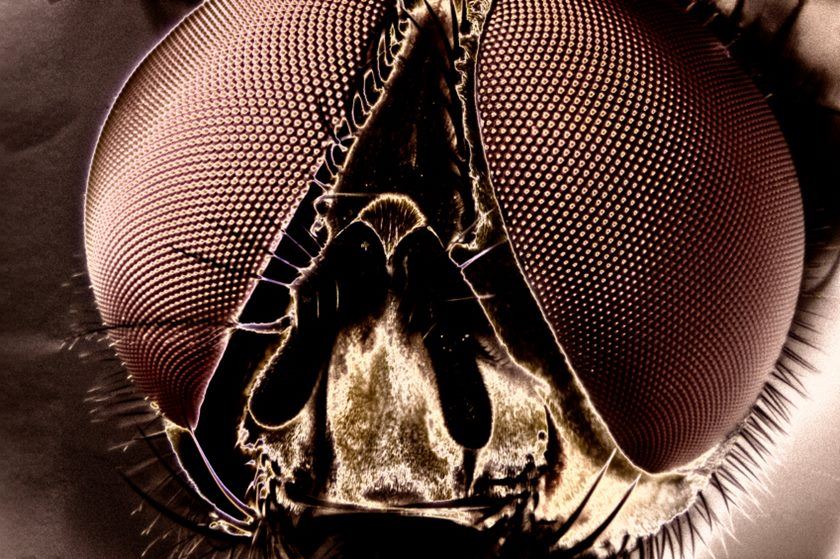 Micro Photo of a Fly