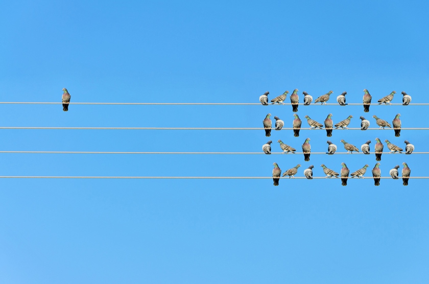 Individuality concept, birds on a wire